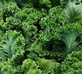 Southern Giant Curled Mustard Seeds – Heirloom Non-GMO Brassica juncea Seed Pack, 500+ Seeds for Home Garden, Full Sun to Partial Shade