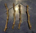 Adriatic Fig Cuttings 4-6" | White Cup Fig | Ficus carica | Fruit Tree Propagation for Garden or Indoor