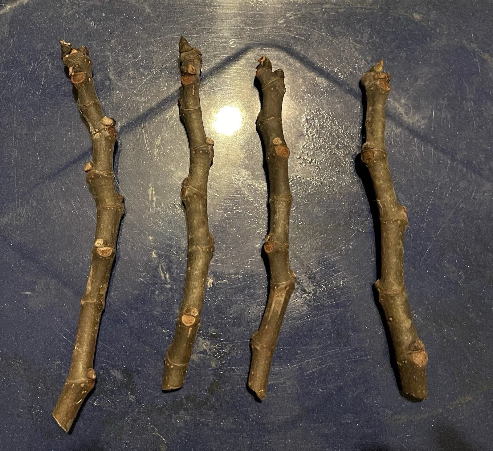 Adriatic Fig Cuttings 4-6" | White Cup Fig | Ficus carica | Fruit Tree Propagation for Garden or Indoor