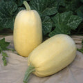Tivoli Winter Squash Seeds – Organic Cucurbita pepo, Vining, Pack of 20 Non-GMO Planting Seeds
