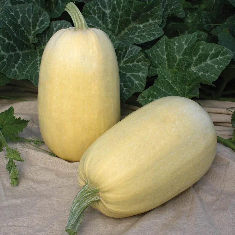 Tivoli Winter Squash Seeds – Organic Cucurbita pepo, Vining, Pack of 20 Non-GMO Planting Seeds