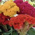Celosia Seeds - 200+ Cockscomb Flowering Plants for Garden or Container - Celosia Cristata Annual Seeds