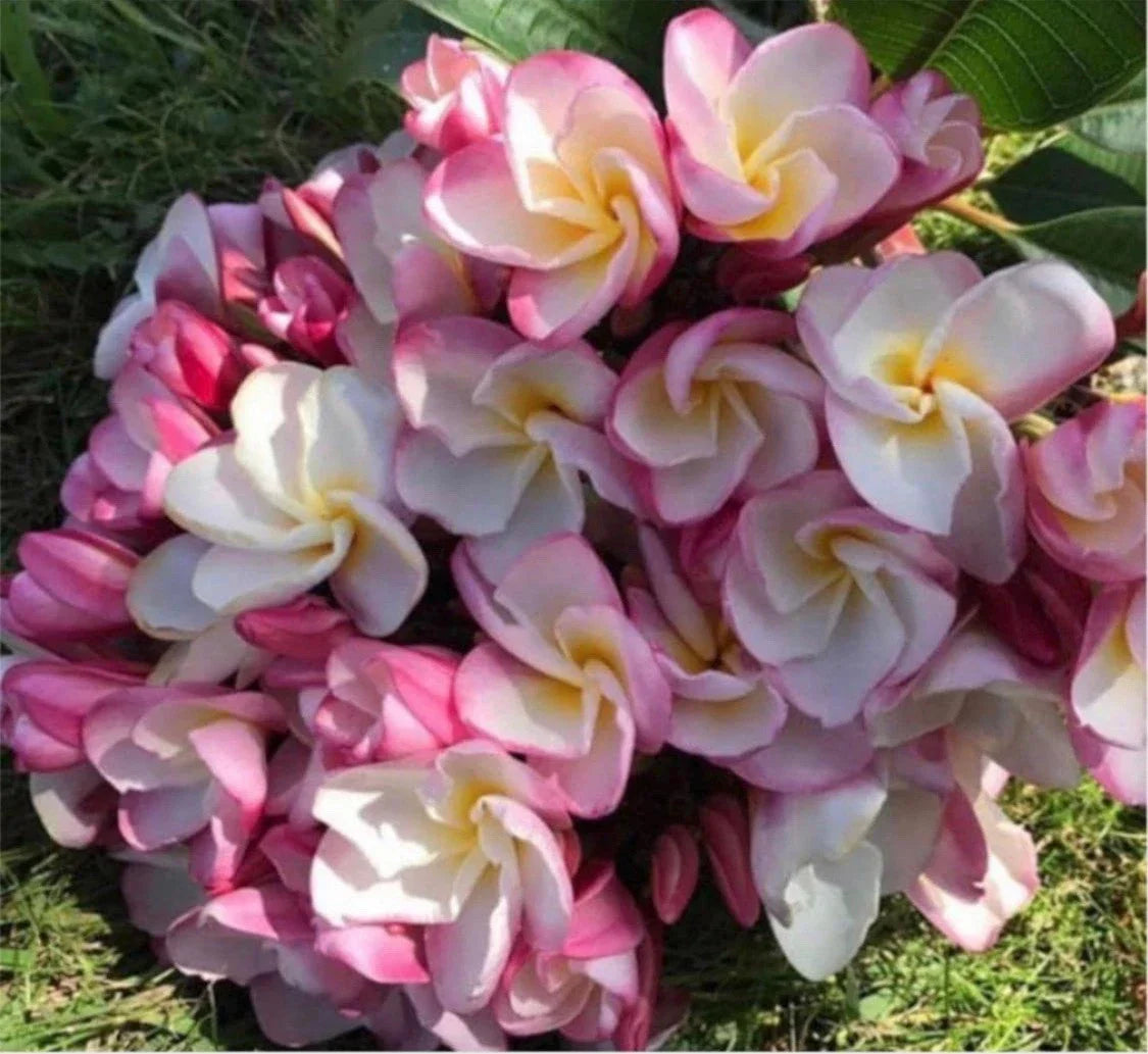 Rooted Plumeria Cutting - Nakamoto's Bouquet, 15" Frangipani Plant with 2 Tips, Tropical Garden, Indoor or Outdoor