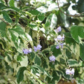 Duranta Variegata Shrub Bush Plant - 6 Cuttings - Variegated Sky Flower - Pigeon Berry - Duranta repens