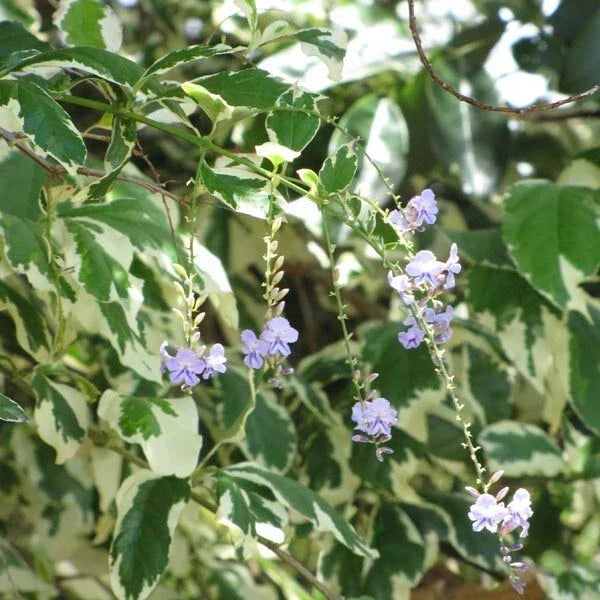 Duranta Variegata Shrub Bush Plant - 6 Cuttings - Variegated Sky Flower - Pigeon Berry - Duranta repens