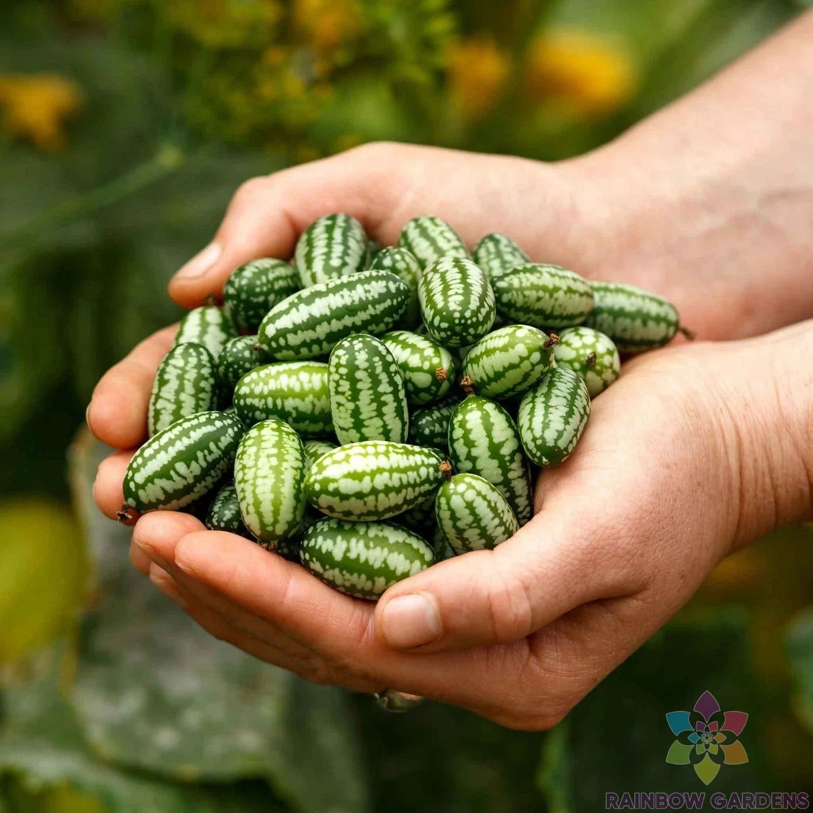 Mexican Sour Gherkin Cucumber Seeds - Heirloom Variety, 25+ Pack, Melothria scabra, Vining, Edible Tiny Cucumbers for Garden