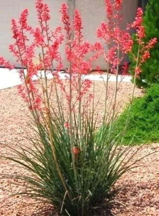 Red Yucca Seedling Bare Root 5-8" Hesperaloe parviflora Drought-Tolerant Desert Plant