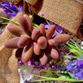 Rare Live Pachyphytum Captain Jessop Succulent - Bare Root, Drought-Tolerant Indoor & Outdoor Plant