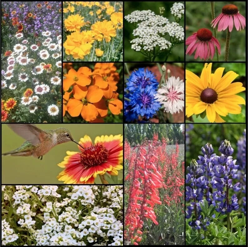 Wildflower Seed Mix - 500+ Heirloom, Perennial & Annual Seeds for Pollinators - Attract Hummingbirds & Butterflies