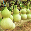 Birdhouse Gourd Seeds - 20+ Hard-Shelled Lagenaria siceraria for Crafting and Gardening
