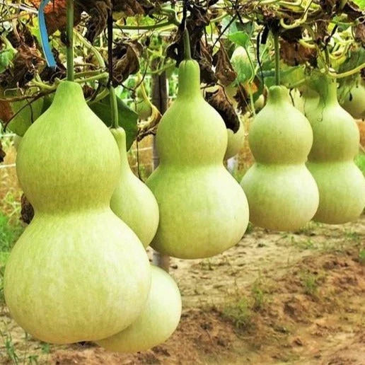 Birdhouse Gourd Seeds - 20+ Hard-Shelled Lagenaria siceraria for Crafting and Gardening