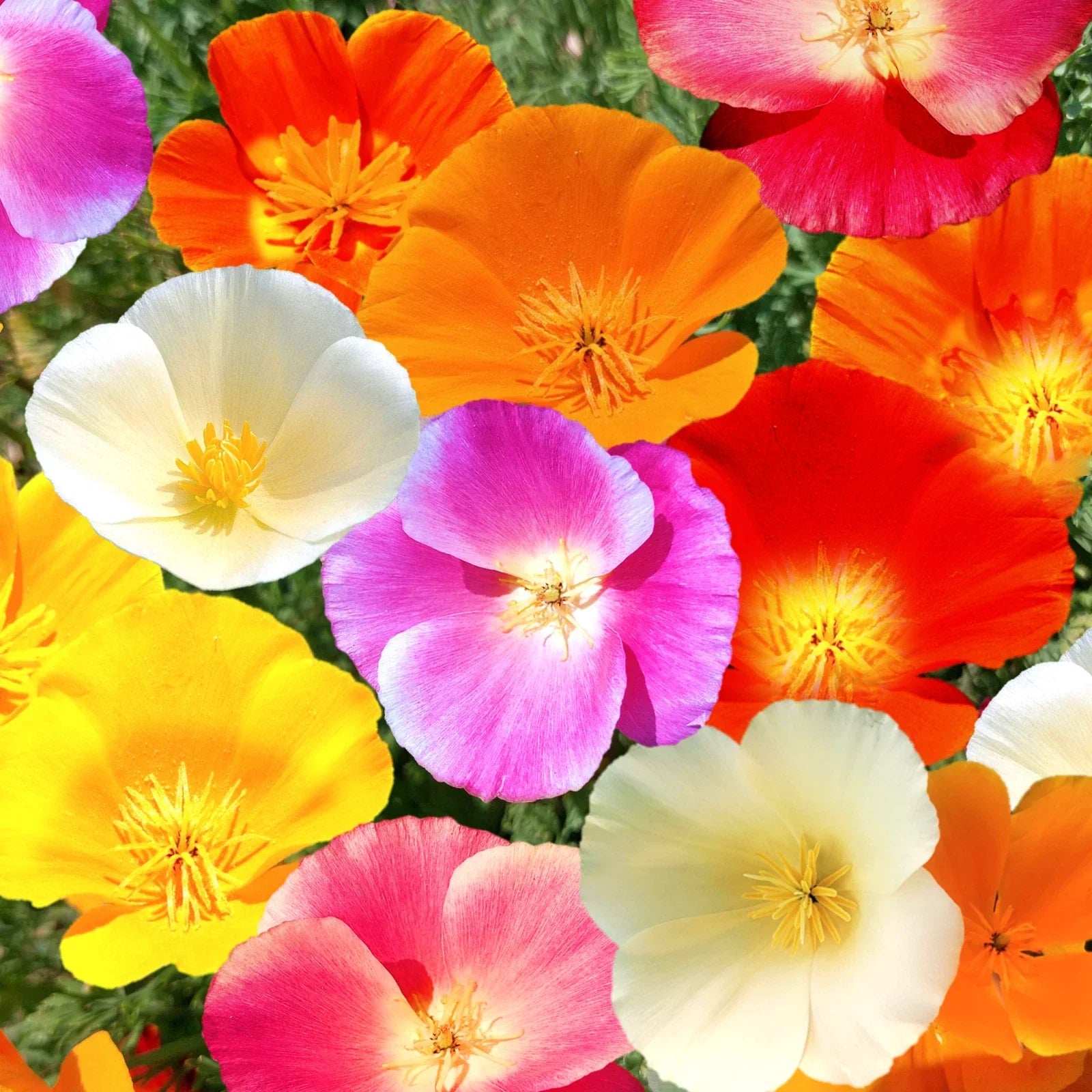 California Poppy Seeds - Rainbow Mix 7 Colors - Eschscholzia californica Flower Seeds for Gardens, Borders & Containers