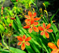 Leopard Lily Seeds 15 Pack Belamcanda chinensis Perennial Flower Seeds for Garden Planting