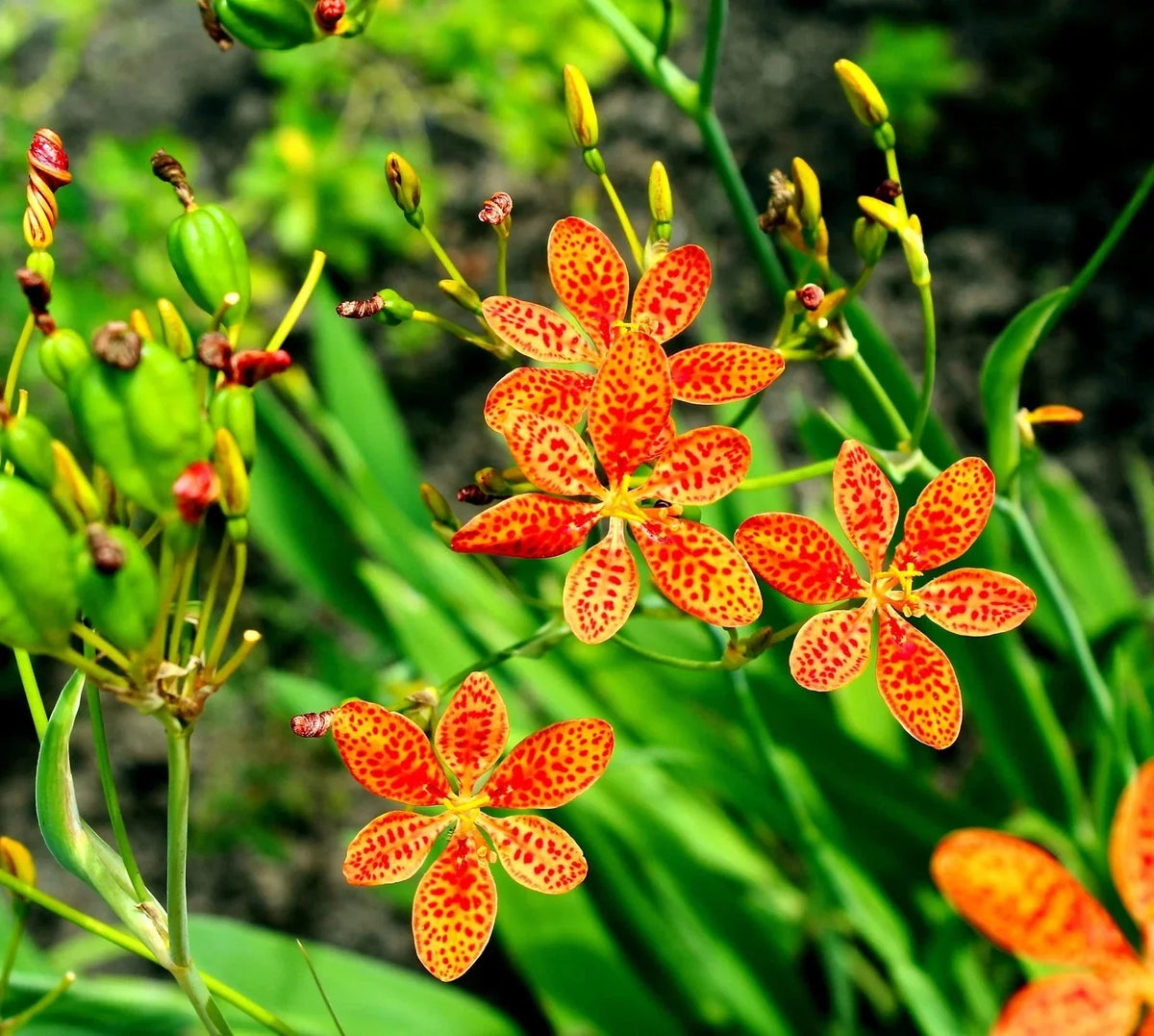Leopard Lily Seeds 15 Pack Belamcanda chinensis Perennial Flower Seeds for Garden Planting