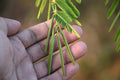 Sleeping Grass Seeds - 20 Seeds, Mimosa pudica, Sensitive Plant That Moves When Touched, Indoor/Outdoor Garden, Fast-Germinating