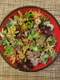 Succulent Cuttings Set - 40 Varieties for Garden & Decor - Echeveria, Sedum, Graptopetalum