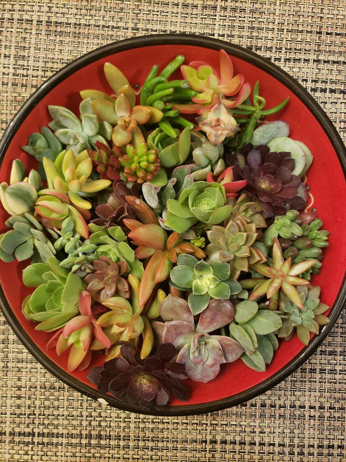 Succulent Cuttings Set - 40 Varieties for Garden & Decor - Echeveria, Sedum, Graptopetalum