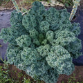 Dwarf Blue Curled Scotch Kale Seeds – 1,500 Non-GMO Heirloom Brassica oleracea var. sabellica for Organic Gardening