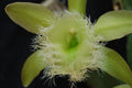Live Orchid Plant Bare Root Division Rhyncholaelia Digbyana Lime Orchid, Epiphytic, Fragrant Flowers