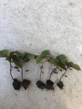 Live Purple Shiso Plant | 4-Inch Pot | Perilla frutescens var. crispa | Aromatic Herb for Culinary & Garden