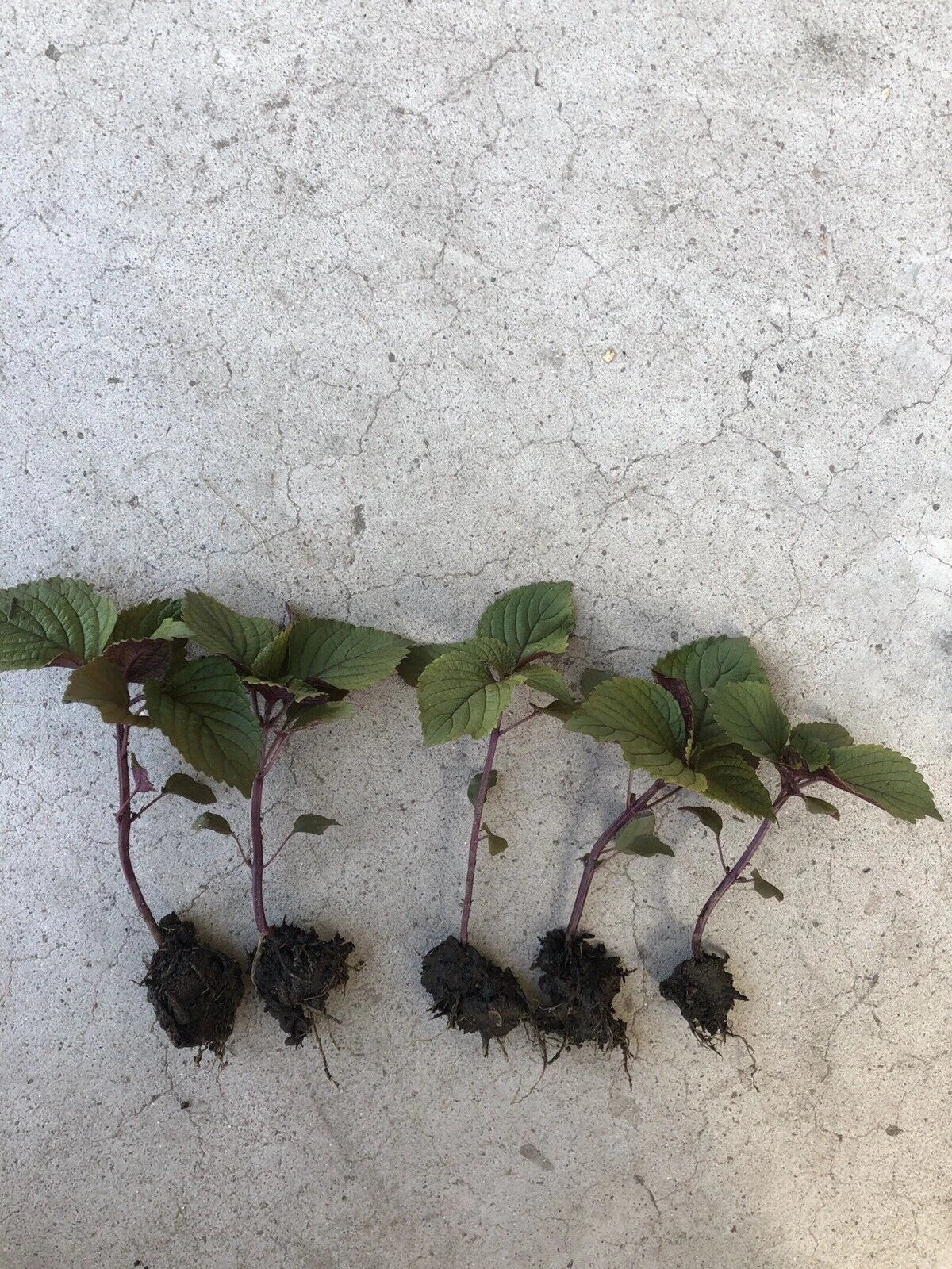 Live Purple Shiso Plant | 4-Inch Pot | Perilla frutescens var. crispa | Aromatic Herb for Culinary & Garden