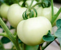 White Beefsteak Tomato Seeds - 100+ Count, Indeterminate, Solanum lycopersicum, Large White Tomatoes for Garden, Container, Patio
