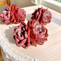 Rare Succulent Echeveria Bare Root 2.8" - Easy Care, Unique Rosette, Echeveria spp.