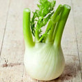 Florence Fennel Seeds - 400 Non-GMO Foeniculum vulgare dulce Herb Seeds for Gardening & Cooking