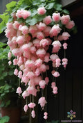 Light Pink Weeping Begonia Seeds - 25+ Pack, Begonia x semperflorens, Garden, Container, Hanging Basket, USA