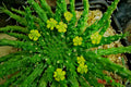 Euphorbia 'Caput-Medusae' Cutting - 6" Succulent with Multiple Branches - Unique Medusa Head Plant - Euphorbia flanaganii