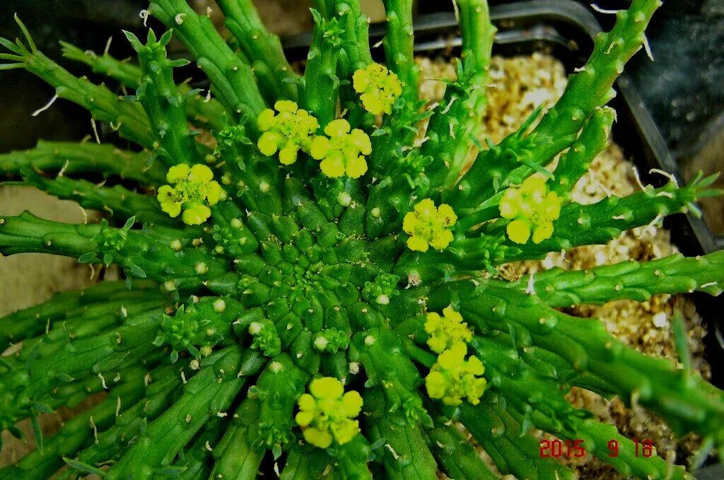 Euphorbia 'Caput-Medusae' Cutting - 6" Succulent with Multiple Branches - Unique Medusa Head Plant - Euphorbia flanaganii