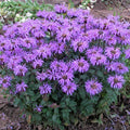 Sugar Buzz Bee Balm Seeds - 100 Perennial Flower Seeds for Hummingbirds & Pollinators - Monarda didyma