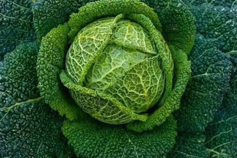 Savoy Perfection Cabbage Seeds - 200+ Heirloom NON-GMO Brassica oleracea for Home Gardening, Salad & Cooking