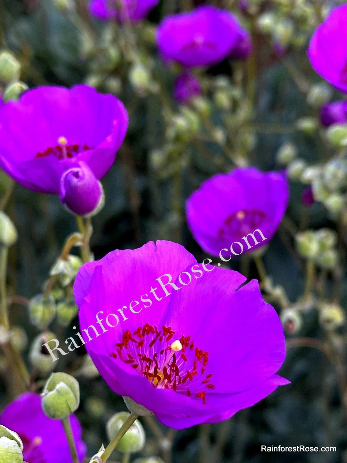 Purple Calandrinia Spectabilis Cuttings – 10 Fast-Growing Rock Purslane Planting Material for Garden, Container, or Landscape