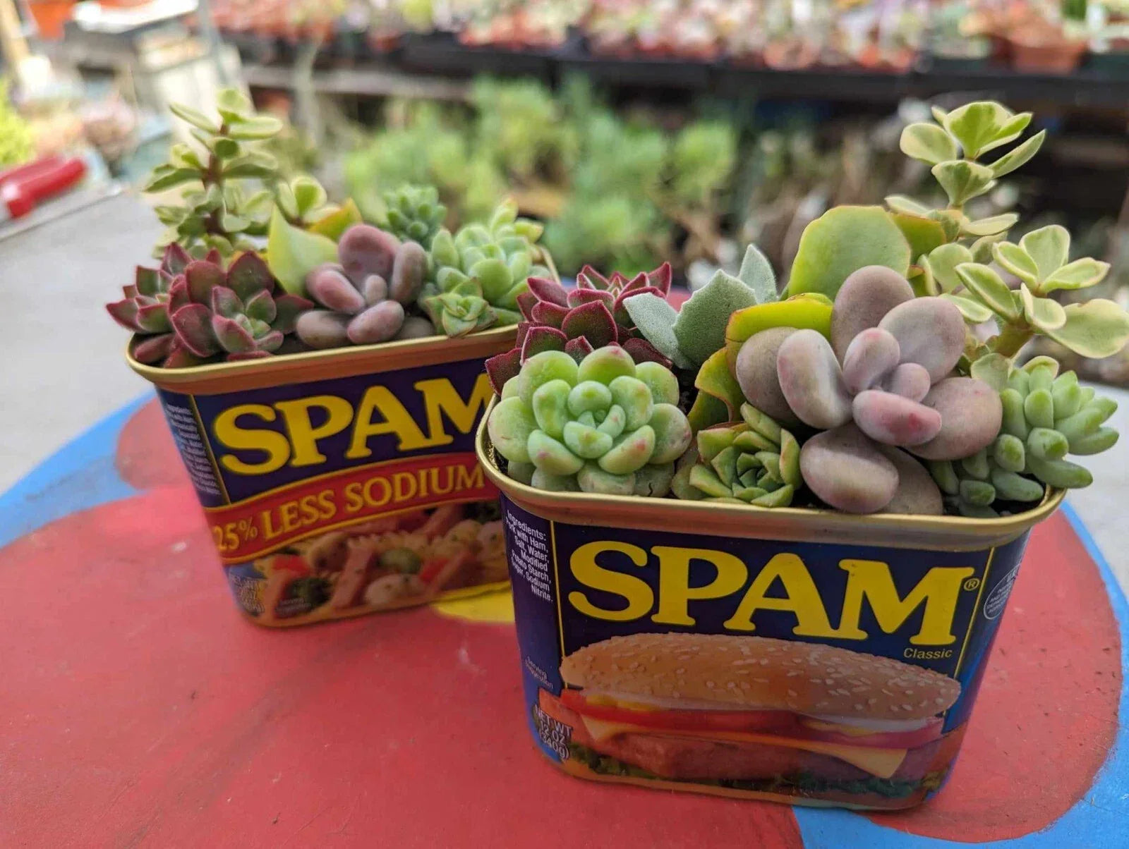 Assorted Succulent Cuttings 18 Pack with 2 Free Drainage Cans for Indoor & Outdoor Garden Decor