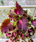 Black Dragon Coleus Live Rooted Plant – 4" Pot, Solenostemon scutellarioides, Burgundy Foliage, Indoor Outdoor Garden Decor
