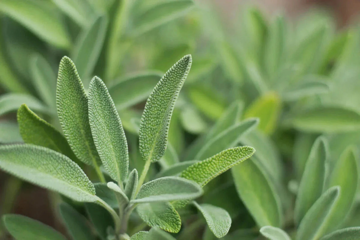 Italian Sage Plant - Salvia Officinalis - Non-GMO Culinary Herb - Multiple Sizes Available