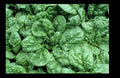 Bloomsdale Spinach Seeds - Heirloom Non-GMO, Slow-Bolt, Spinacia oleracea, 30-200 Seeds for Home Gardening