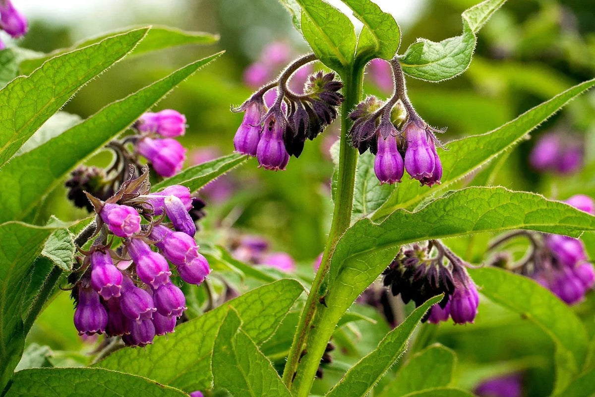 True Comfrey Seeds 30 Non-GMO Heirloom Symphytum officinale Garden Plant