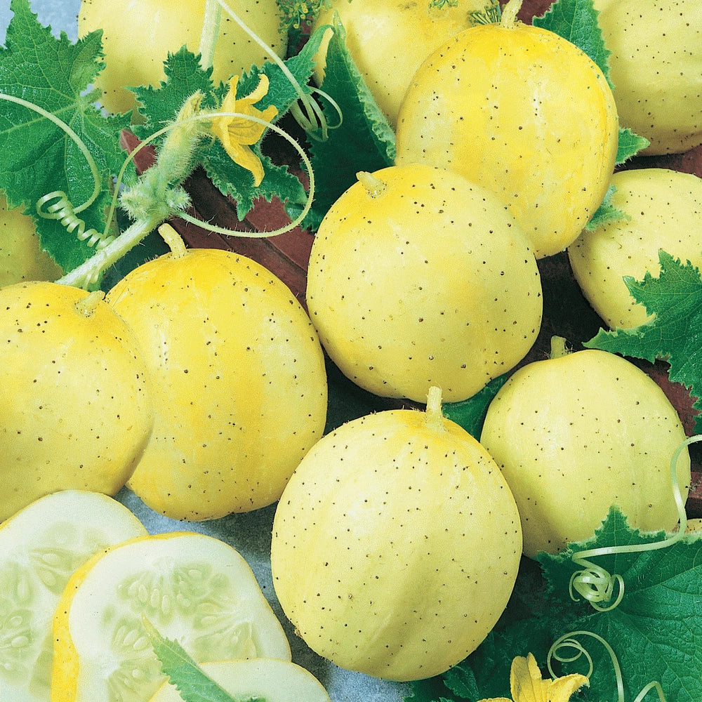 Lemon Cucumber Seeds – Heirloom, NON-GMO, Cucumis sativus, 60+ Pack for Vegetable Garden, Salad, Container Growing