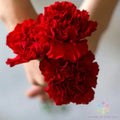 Carnation Seeds - 200+ Etincellant Variety - Dianthus caryophyllus - Garden Flower Seeds for Borders & Cut Flowers