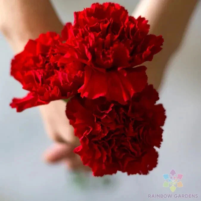 Carnation Seeds - 200+ Etincellant Variety - Dianthus caryophyllus - Garden Flower Seeds for Borders & Cut Flowers
