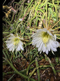 Rooted Queen of the Night Cactus Plant in 4-Inch Pot | Cereus Selenicereus Grandiflorus Blooming Gift
