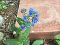 Forget Me Not Seeds - 100 Organic Blue Flower Seeds, Myosotis spp., Easy to Grow, Pollinator Friendly, Garden & Container Plant