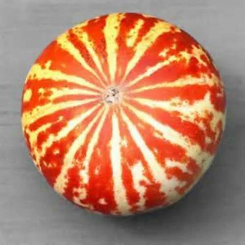 Tigger Melon Seeds - 10 Rare Cucumis melo var. tigrinus Striped Fruit for Garden, Home Growing