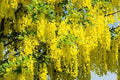 Golden Chain Tree Seeds - Laburnum alpinum - 20 Pack for Garden, Foliage, Pollinator Attractant, Easy to Grow, Free Shipping