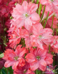 Delphinium Seeds 200+ Princess Caroline Blue Flowering Perennial Delphinium elatum Seed Packet