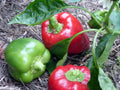 Sweet Pepper Seeds Set of 100 | Keystone Resistant Giant Capsicum annuum for Garden & Container Growth