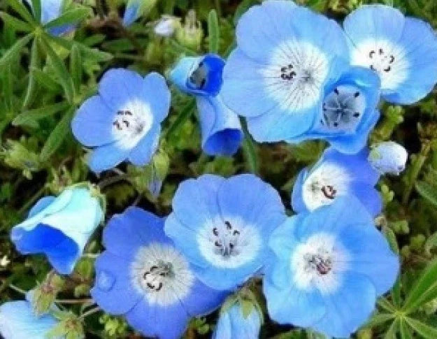 Baby Blue Eyes Seeds - 100 Fresh Nemophila menziesii Garden Flower Seeds for Borders & Containers