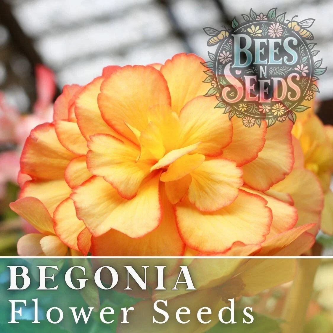 Radiant Opal Begonia Seeds – Non-GMO Flower Seeds for Indoor & Outdoor Gardens – Begonia x tuberhybrida, 45 or 125 Seeds